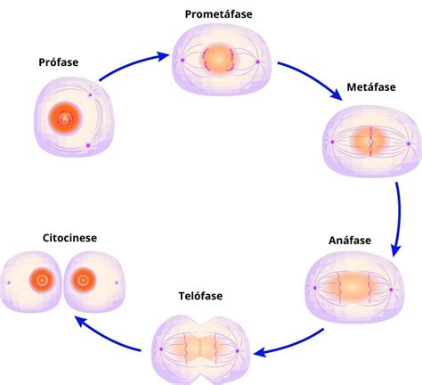 nos seres multicelulares, a mitose é um processo que tem como principal função